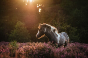 Paarden fotografie Gelderland Brabant