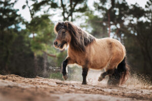 Paarden fotografie shetlander