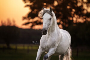 Paardenfotografie actie pre zonsondergang