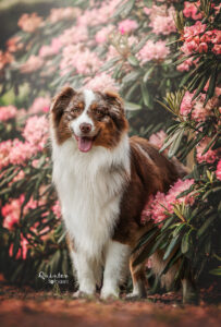 Fotoshoot hond bloemen
